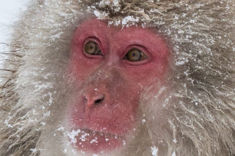 Snow Monkey - Frame 18 100% Crop