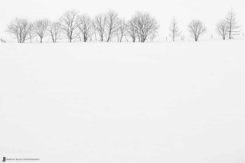 Trees and Fence