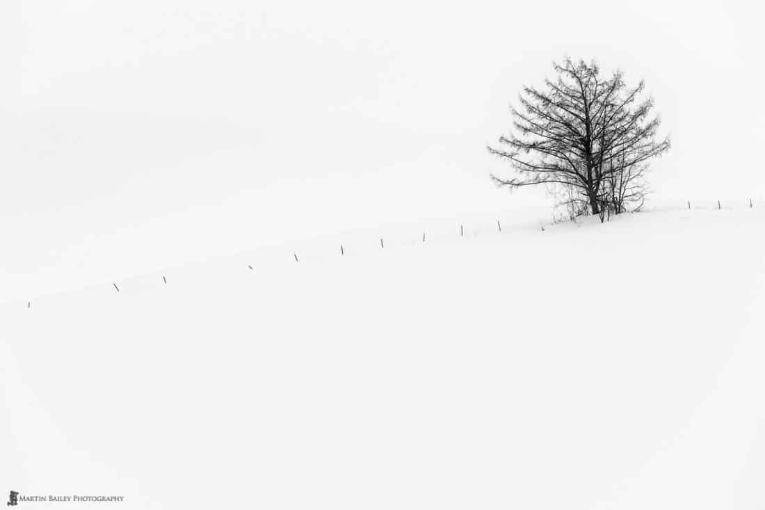 Hanazono Tree with Fence Posts