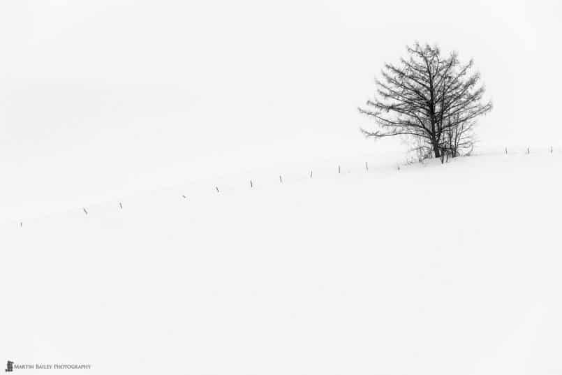 Hanazono Tree with Fence Posts