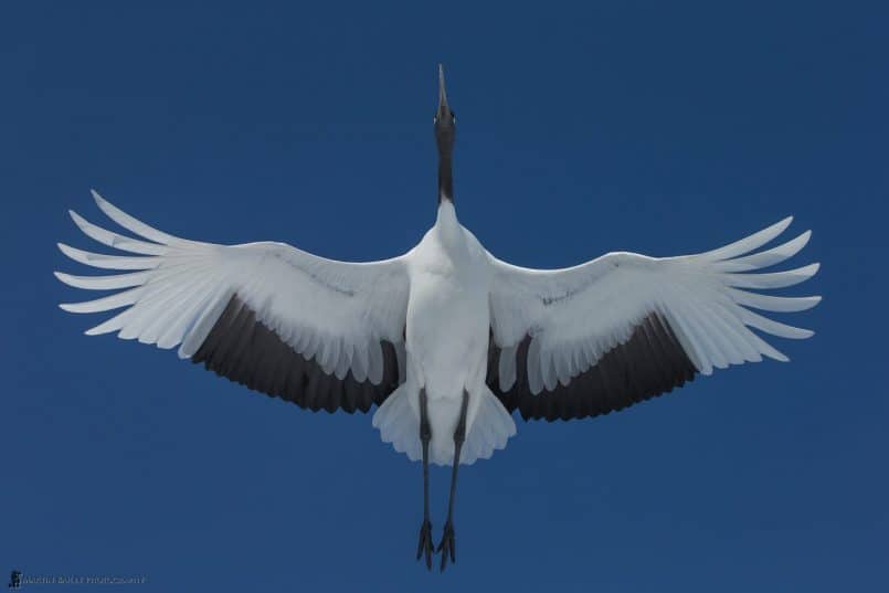 Red-Crowned Crane Flyover