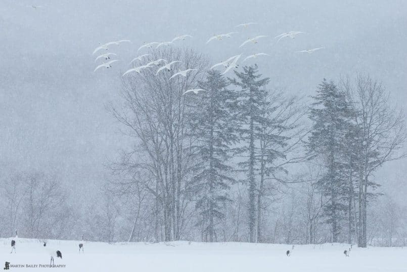 Whooper Swans Fly Over