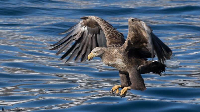 Surveying the Waves