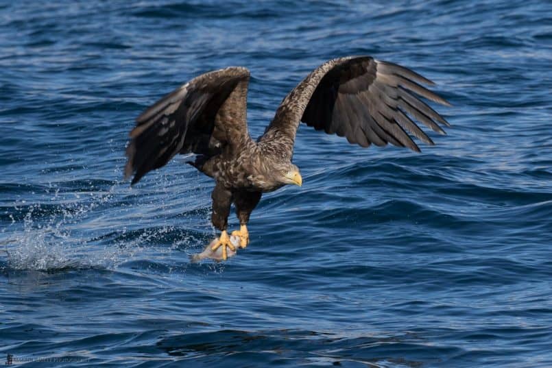 White-Tailed Eagle at Work