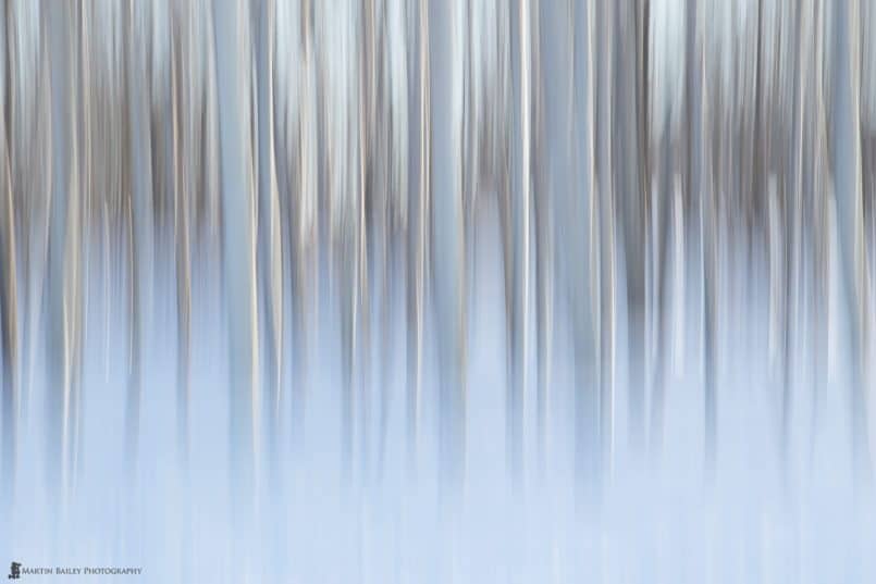 Winter Birches