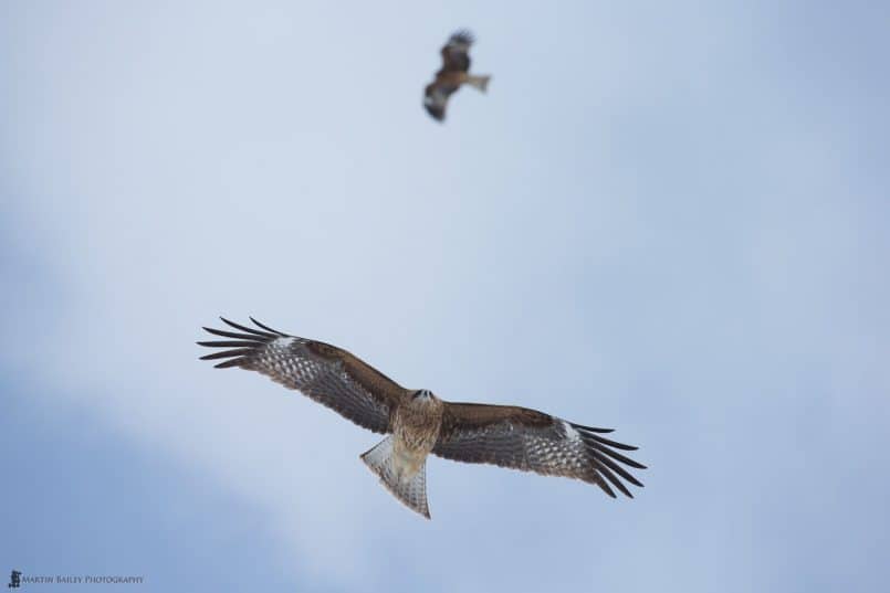 Black Kites in Flight