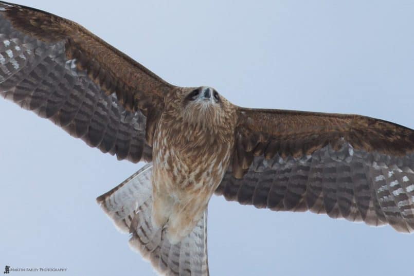 Black Kite 100% Crop