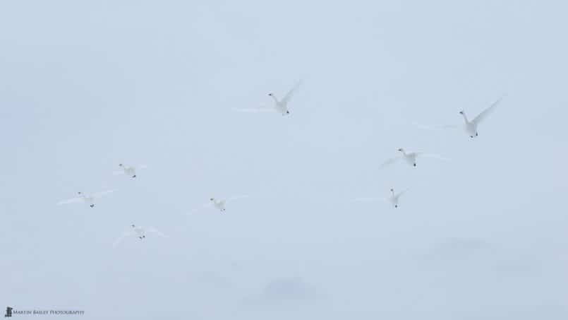 Whooper Swans with Misty Mountains