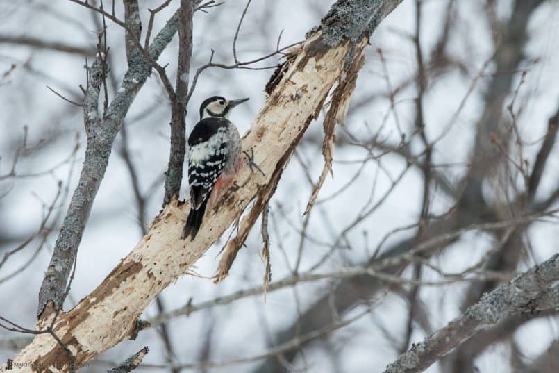 White-Backed Woodpecker