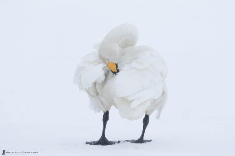 Whooper Swan Preening