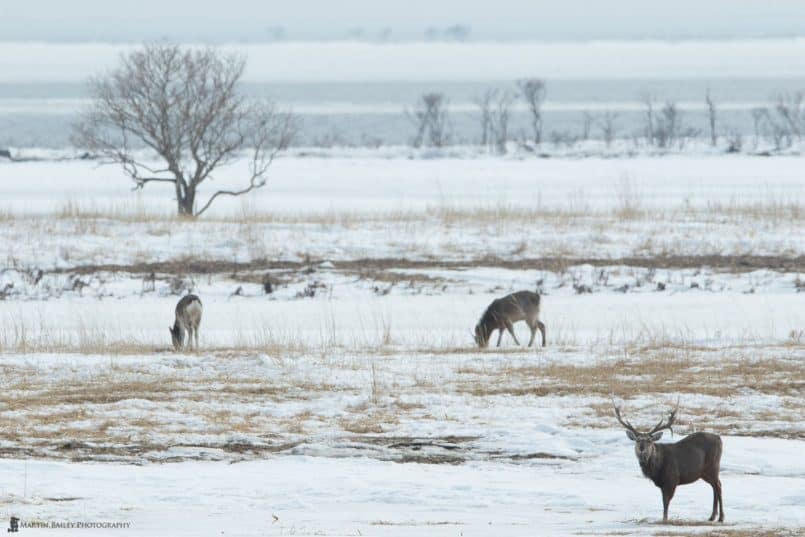 Ezo Deer at Notsuke Peninsula