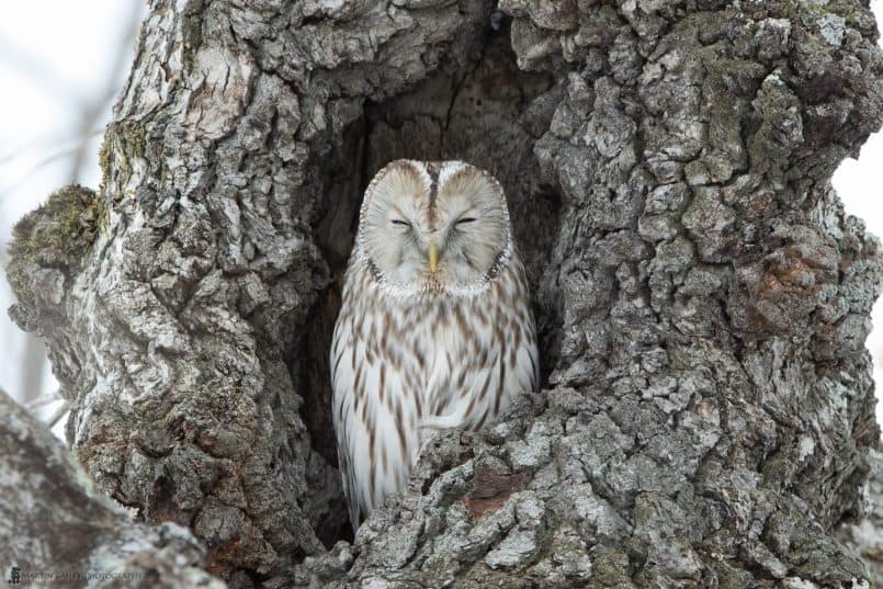 Ural Owl