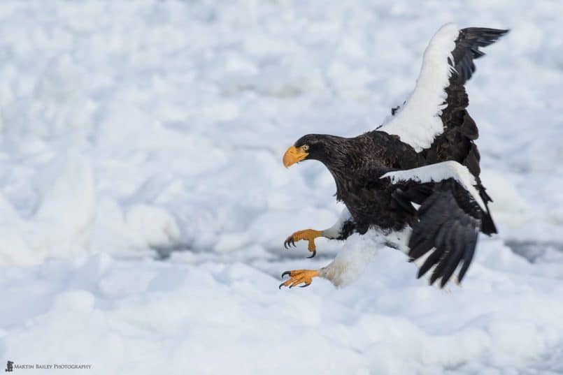 Steller's Sea Eagle Coming in to Land