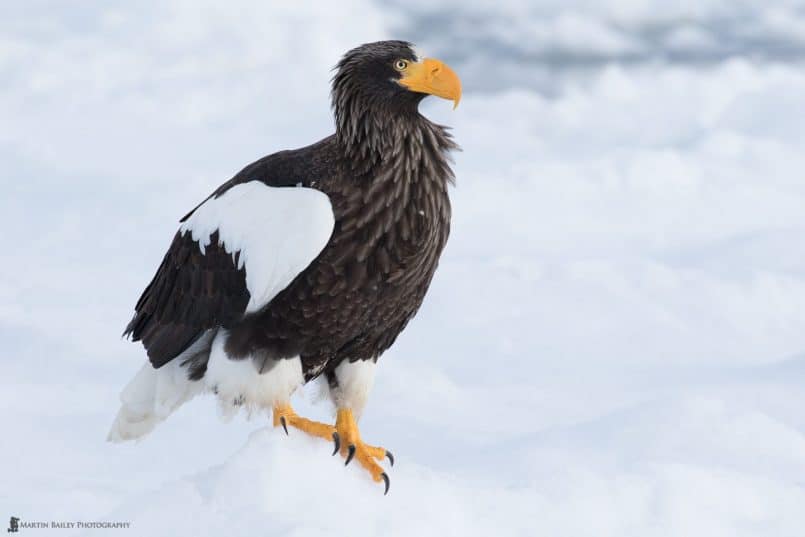 Steller's Sea Eagle Profile