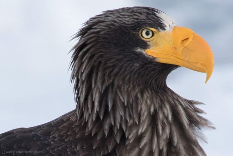 Steller's Sea Eagle Profile 100% Crop