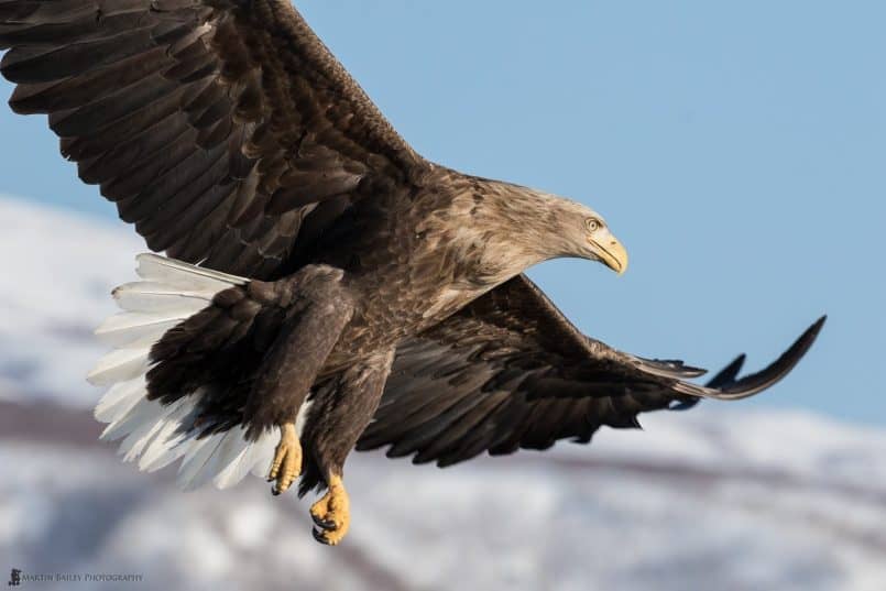 Pensive Flight