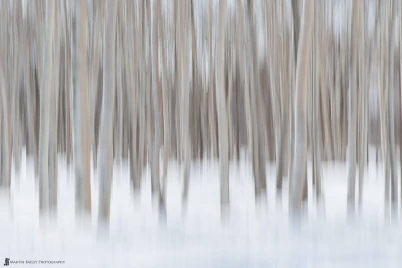 Birch Trees in Snow