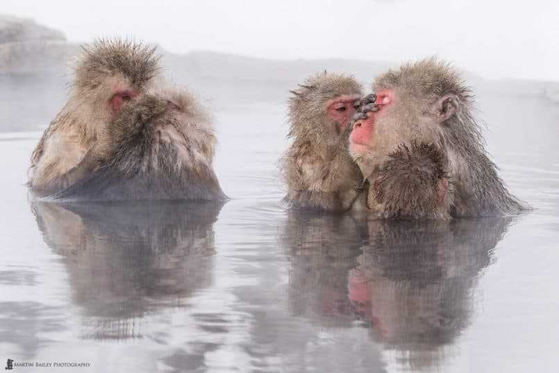 Grooming Snow Monkeys