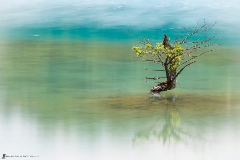 Small Tree in Benten Numa (Pond)