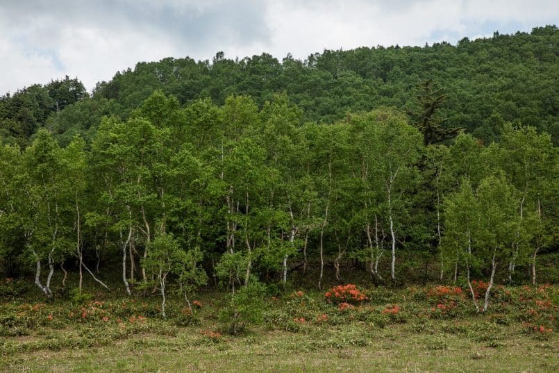 Birch and Rhododendron