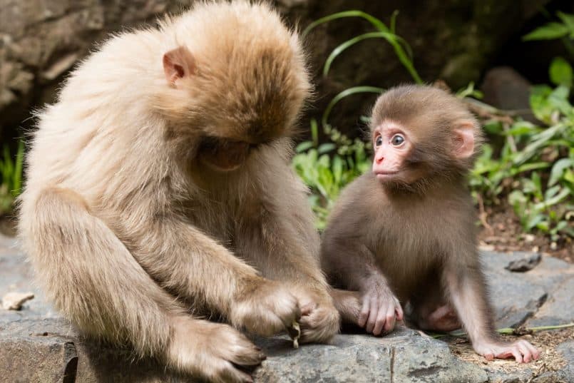 Six Week Old Snow Monkey