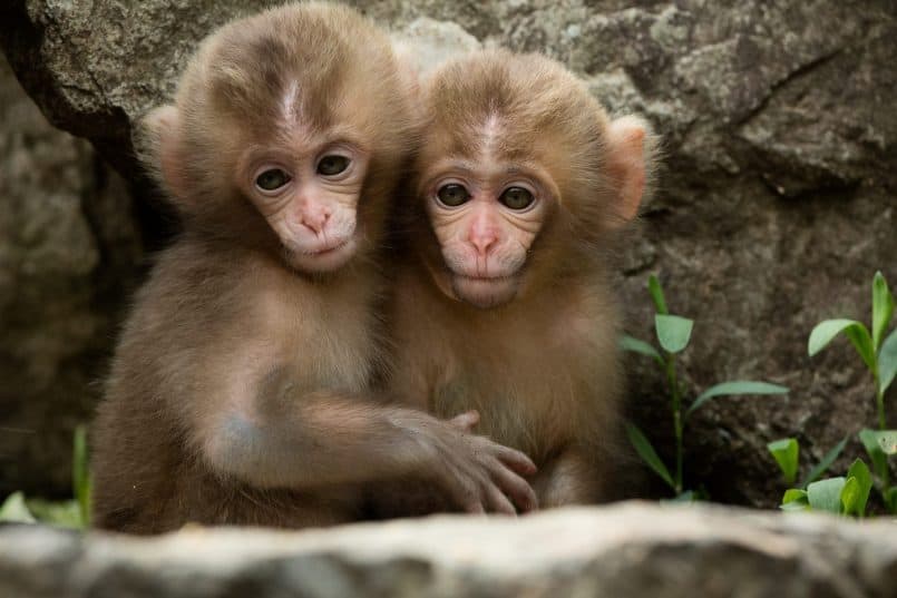 Two Baby Snow Monkeys