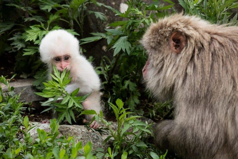 White Baby Snow Monkey