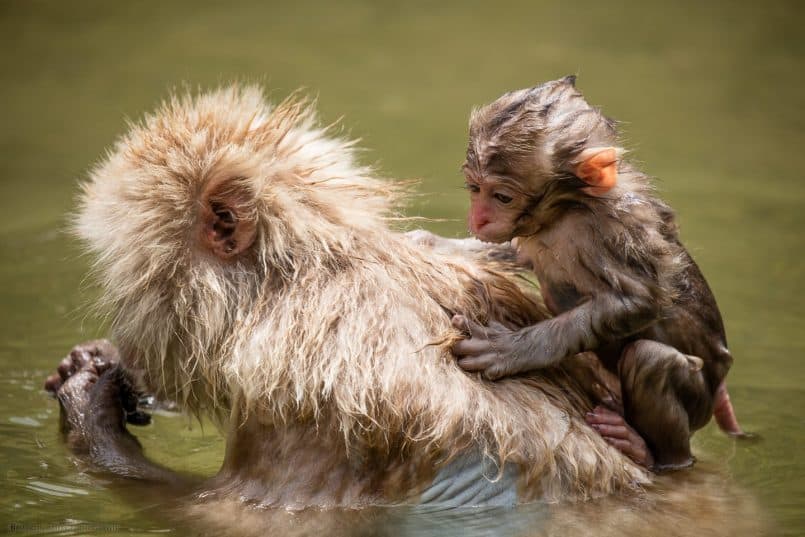 Six Week Snow Monkey on Mother's Back