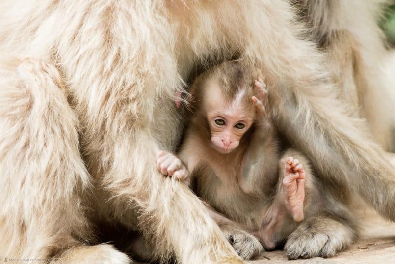 Six Week Old Snow Monkey