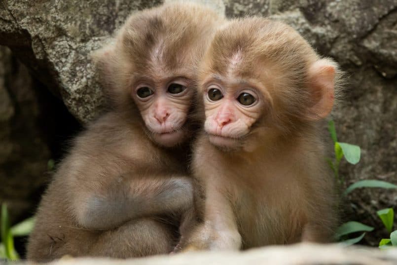 Two Baby Snow Monkeys