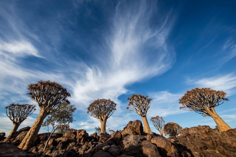 Quiver Trees with Big Sky