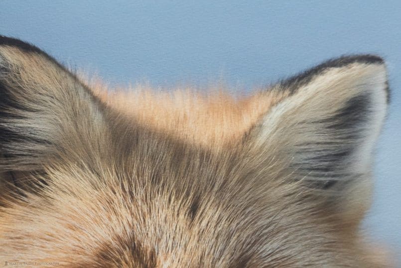 Photo of Fox Print Blue Background