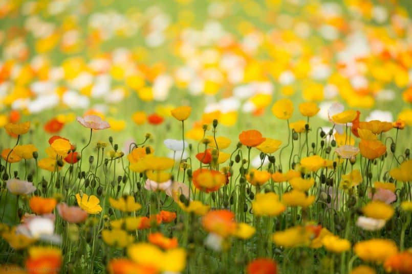 Spring Poppy Field