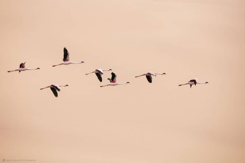 Flamingoes against Dune