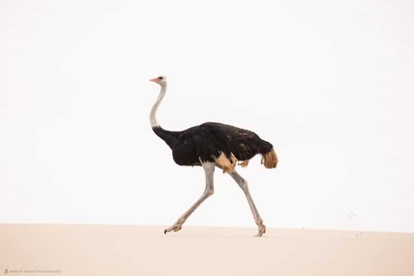 Ostrich on Dune