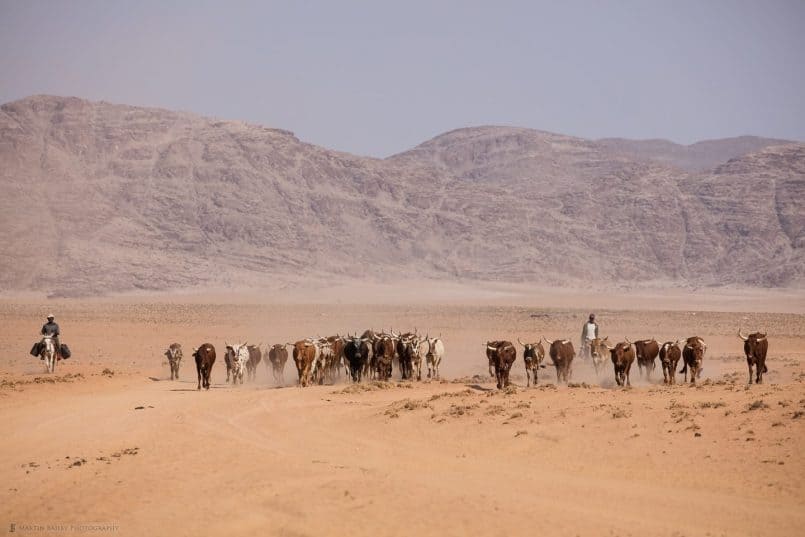 Herding Long Horns