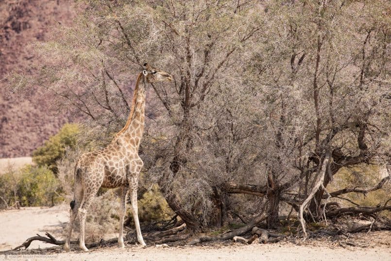 Desert Giraffe