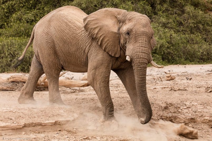 Desert Elephant Walking Down Embankment