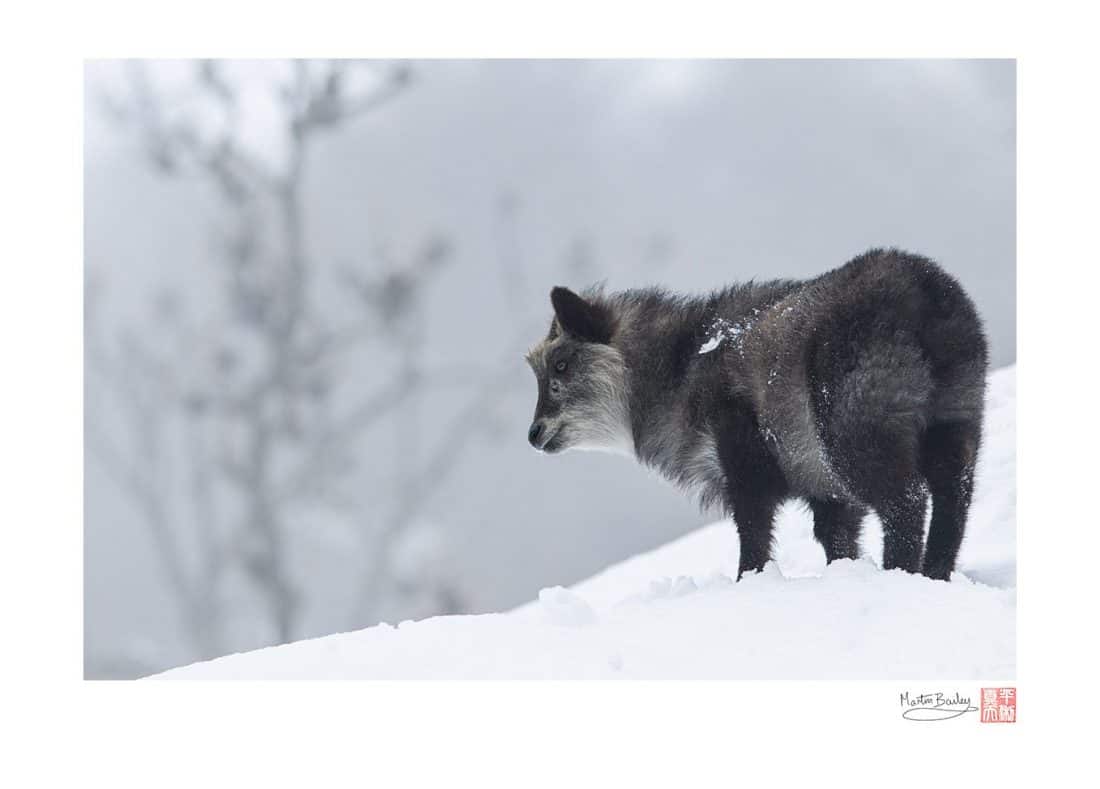 Japanese Serow "Kamoshika"