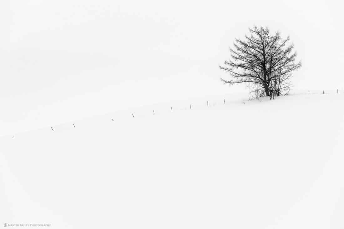 Hanazono Tree with Fence Posts