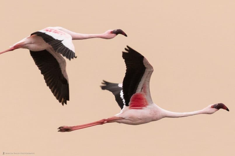 Flamingoes against Dune 100% Crop