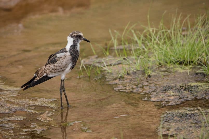 Juvenile Blacksmith Lapwing