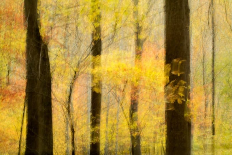 ICM Trees - Susanna M Euston