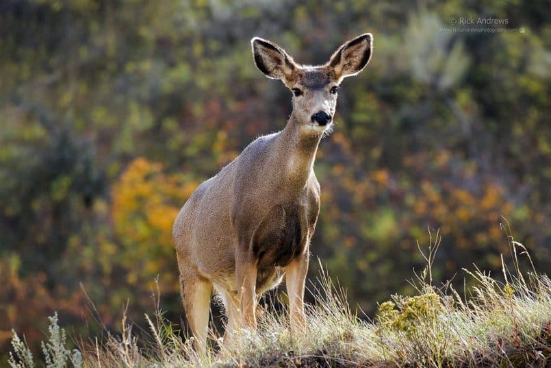 Mule Deer - Rick Andrews