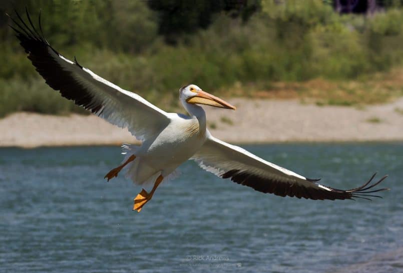 White Pelican - Rick Andrews