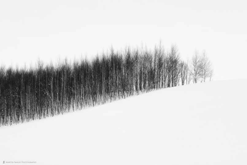 Stand of Trees on Hill