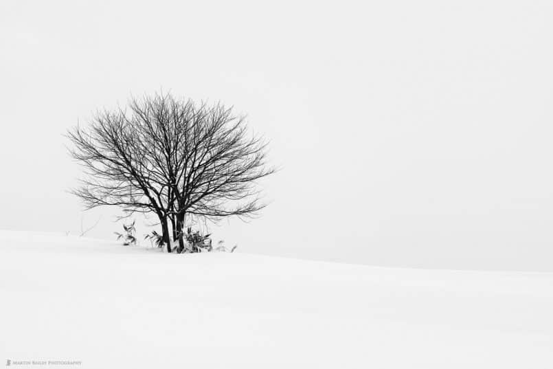 Tree with Sasa Leaves