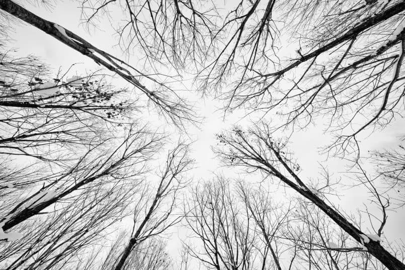 Trees in Mount Asahi Foothills