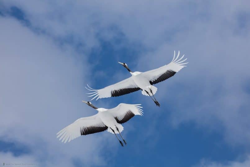 Two Cranes in Flight