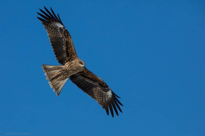 Black-Eared Kite